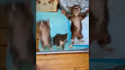 Pick me, pick me, pick me