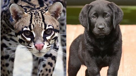 Animals Transformation - I'm a Big Kid Now Cute Baby Animals