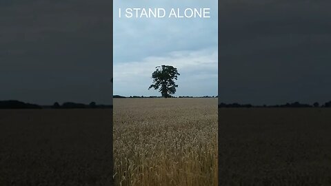 One Tree. Alone, against the World