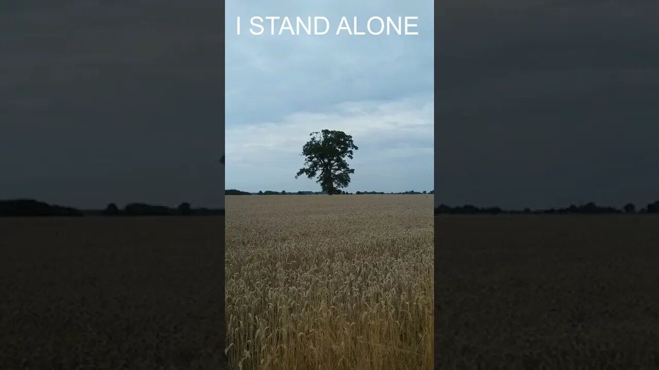 One Tree. Alone, against the World