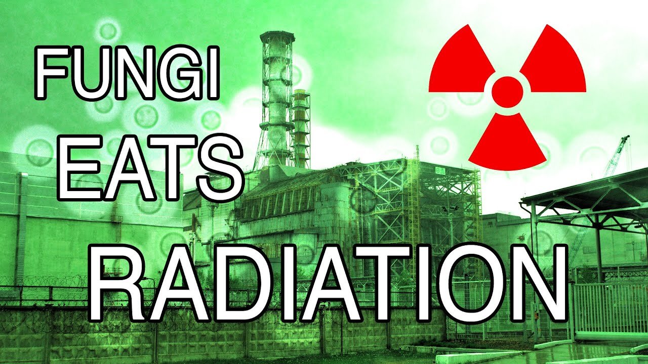 ☢️ Fungi that eats radiation found inside Chernobyl nuclear reactor ☢️