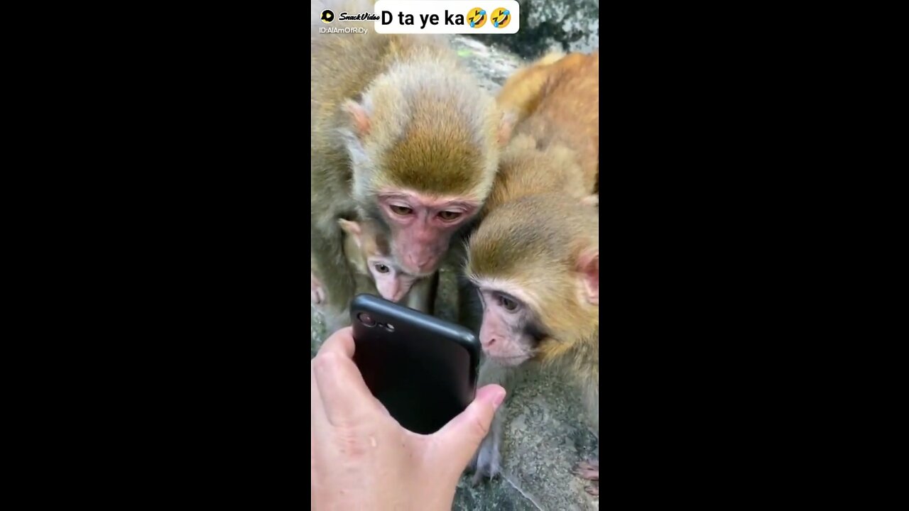 Funny monkey