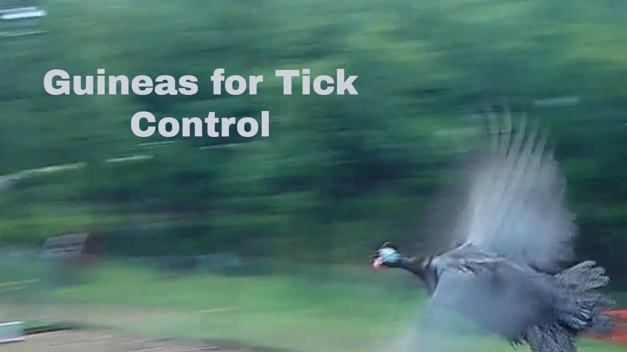 Guineas for Tick Control