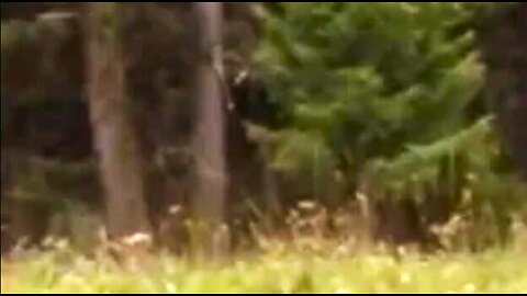 World Bigfoot TV/ Montana Bigfoot Project ~ August Field Report; Tracks, Structures & Sasquatch!