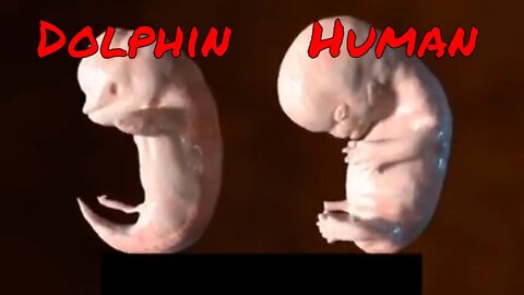 Embryogenesis of Dolphins and Humans