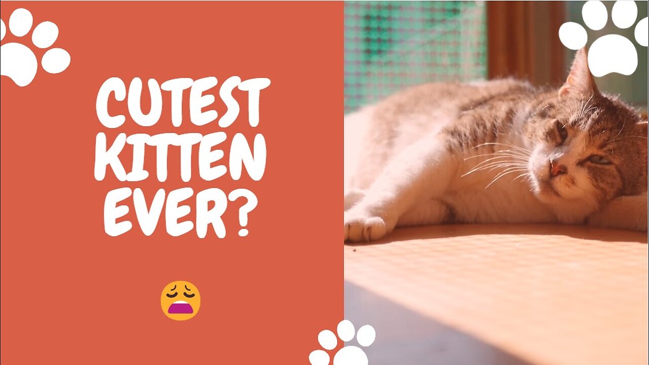 Cutest kitten ever?