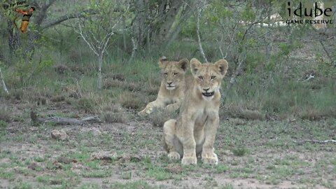 Daughters Of The Mapogo Lions - Rebuilding The Othawa Pride - 108: Hungry And Scruffy