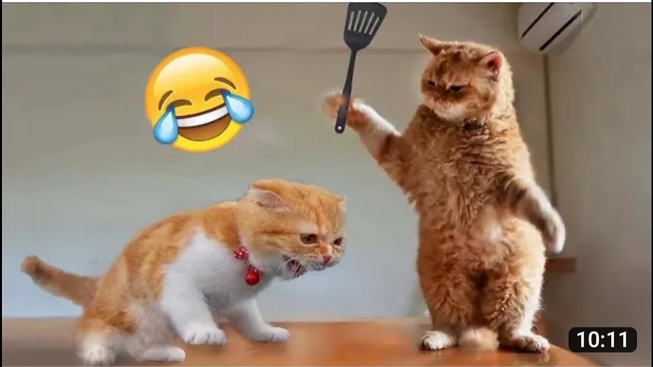 Funny fight cats vs dogs very interesting fight