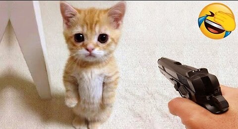 New funny animal video😂