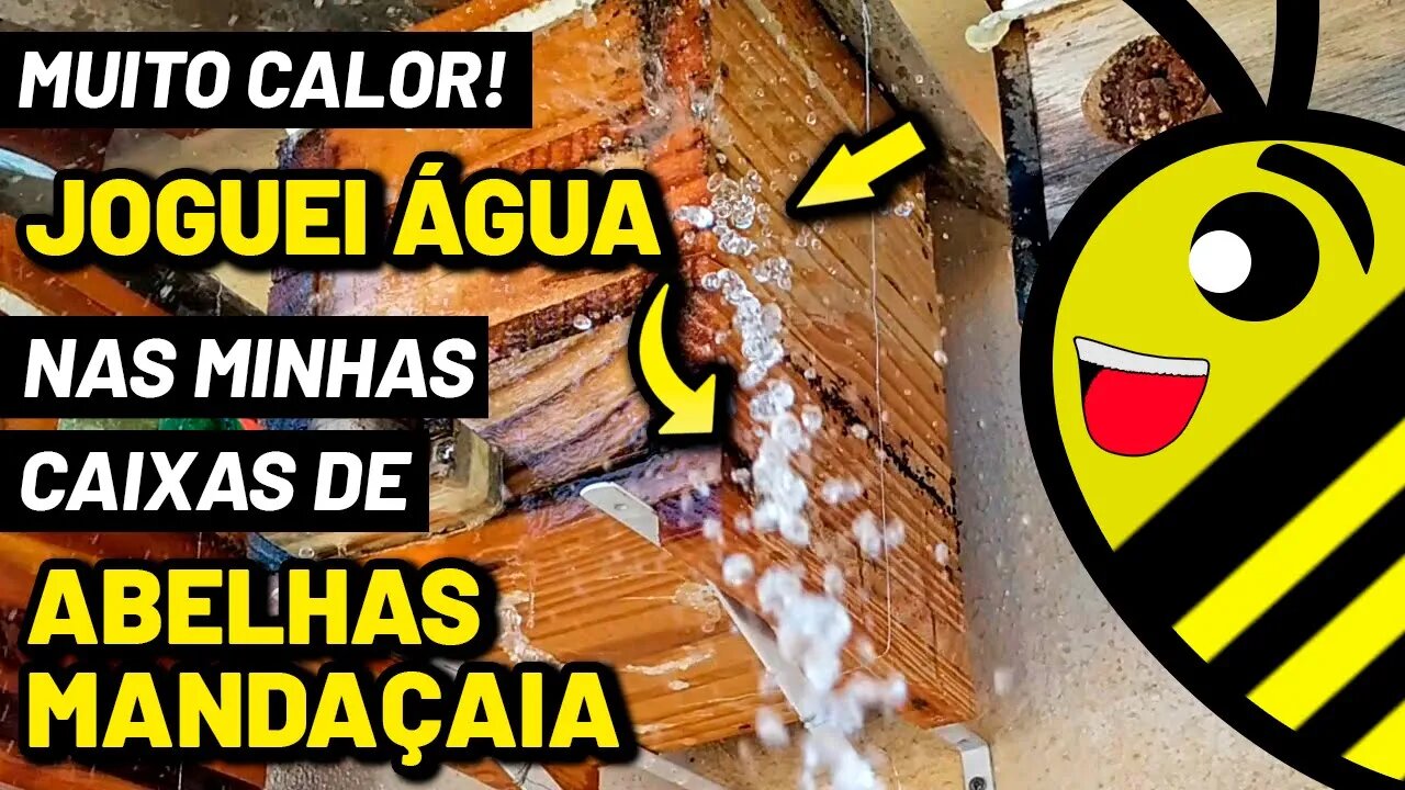 Abelha Mandaçaia - O Manejo com água nos dias de calor intenso, melhora o microclima no Meliponário