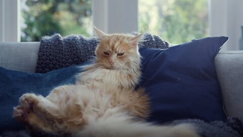 The cat watched what he did when he took freedom
