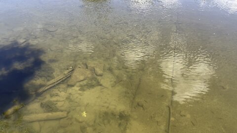 Should have let the seagull go for it 😊