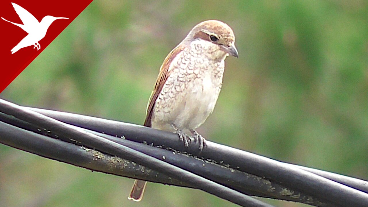 Red-backed Shrike - Young Bird - Lanius collurio