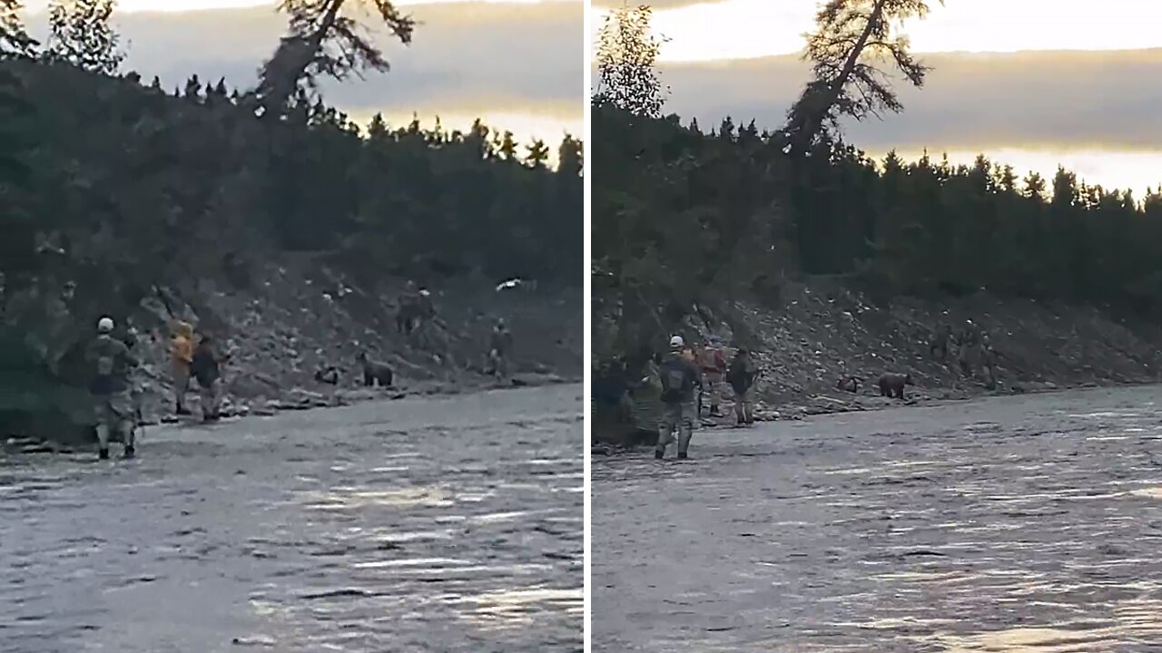 Alaskan Grizzly Bear Scares Fisherman Out Of Their Fishing Spot