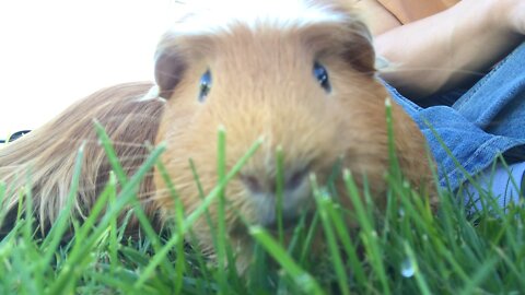 guinea pigs eating grass! asmr