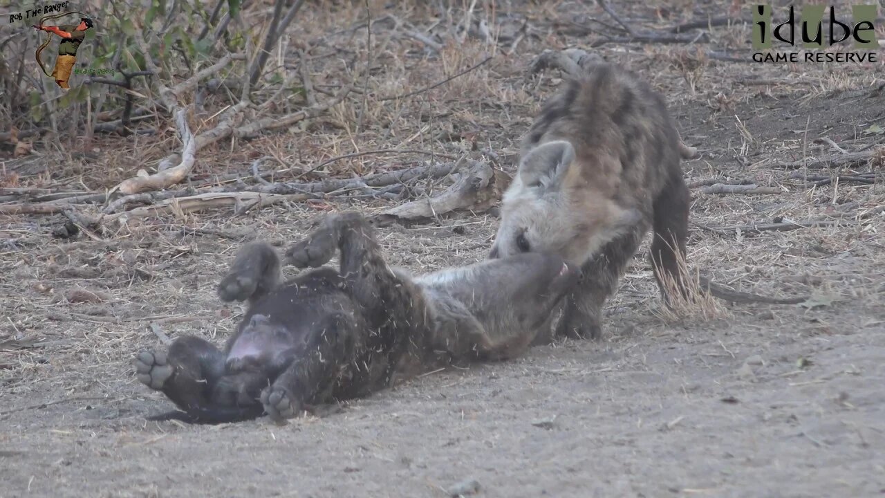 The Other Hyena Den #2 | African Safari Sighting