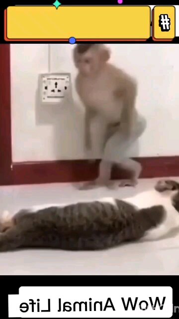 Monkey and cat😂