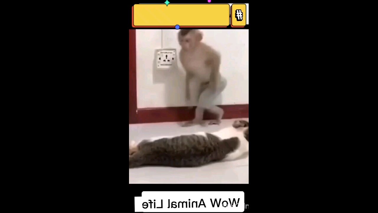 Monkey and cat😂
