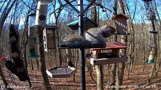 Pileated Woodpecker - Male