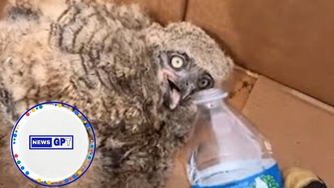 Brave firefighters save young owl from Massachusetts brush fire