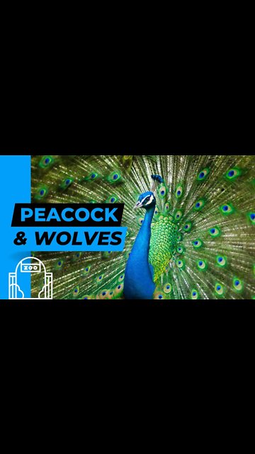 Peacocks, Frogs and Dogs at the Zoo!