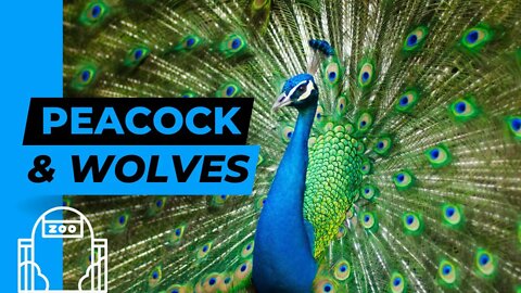 Peacocks, Frogs and Dogs at the Zoo!