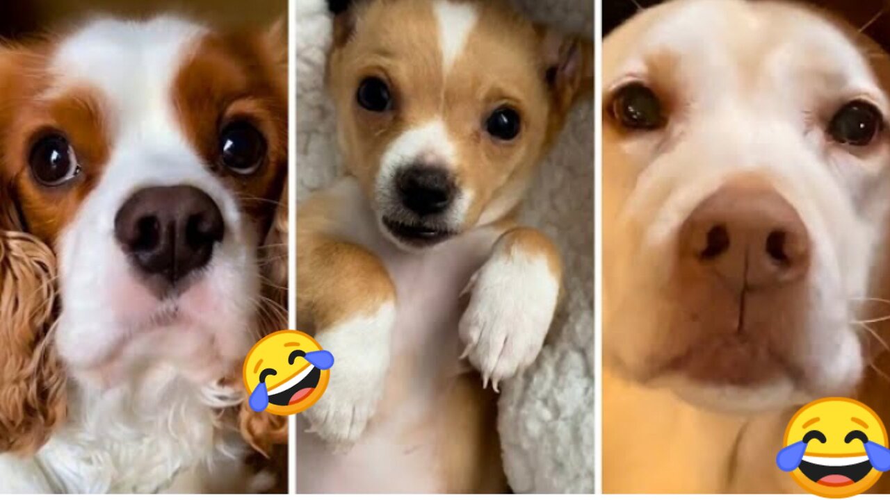 Funny Cute Dogs And Baby Cute Puppies Life 4k Rezult Part 3|Viral Short Clip