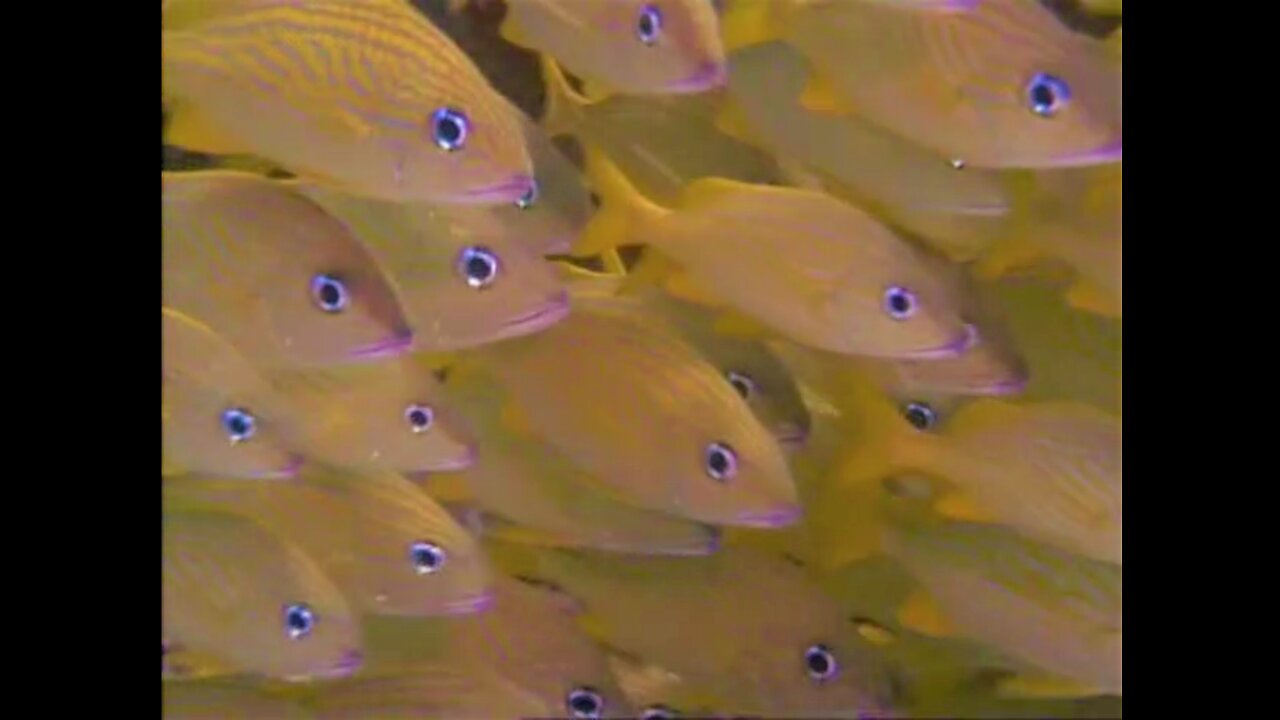 Jewels of the Caribbean Sea 1994 Nat Geo