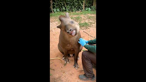 Tapirus terrestris