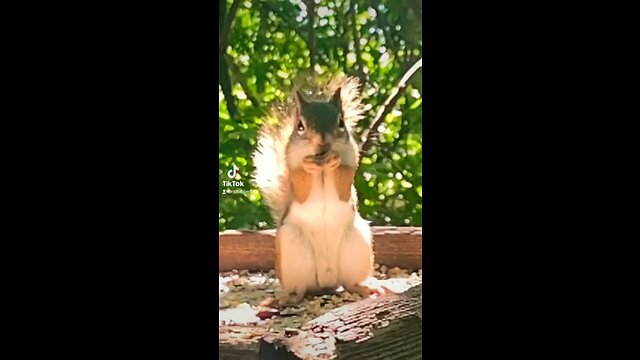 Funny squirrel stand