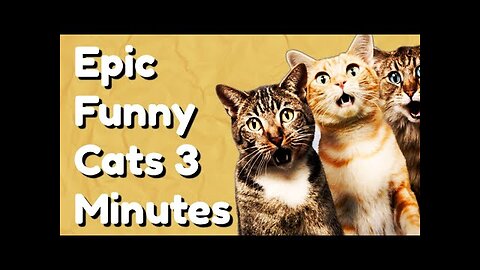 Funny cats talk👍👍