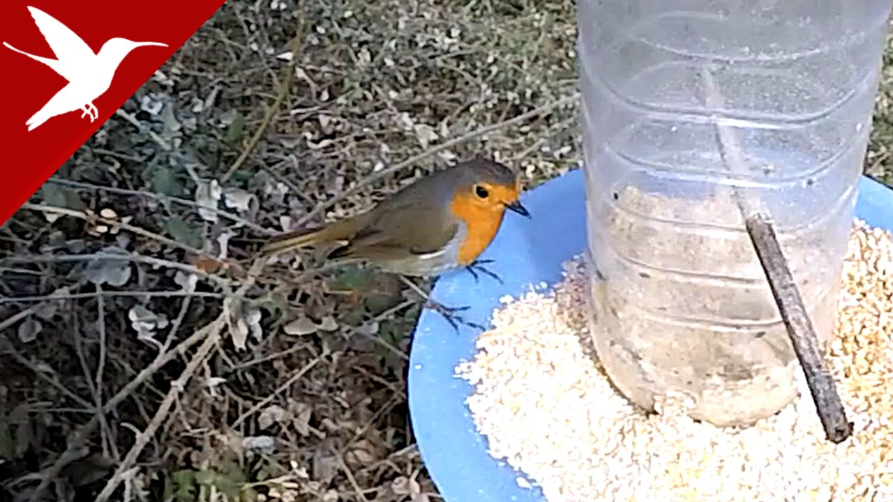 European Robin - Erithacus rubecula