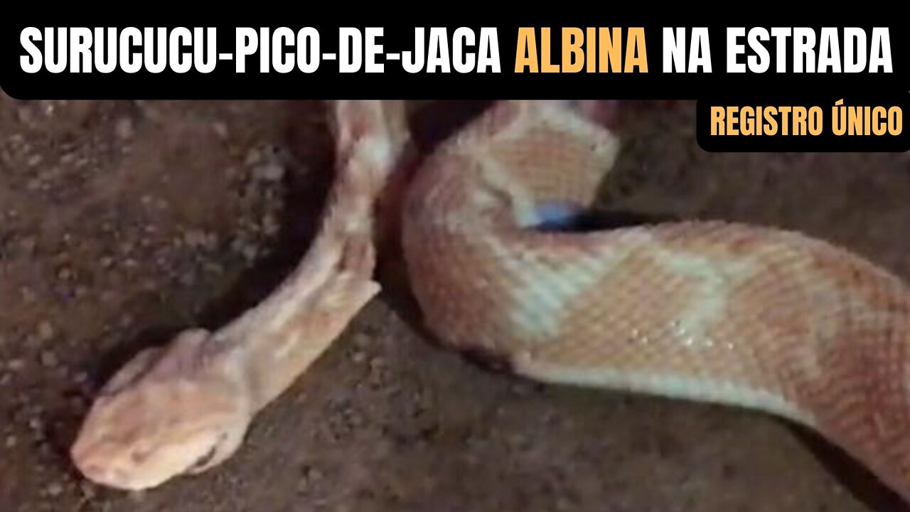 Surucucu pico de jaca Albina | Biólogo Henrique o Biólogo das Cobras