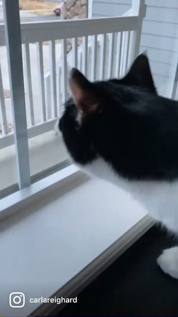 Leia the cat will defeat Darth Vader