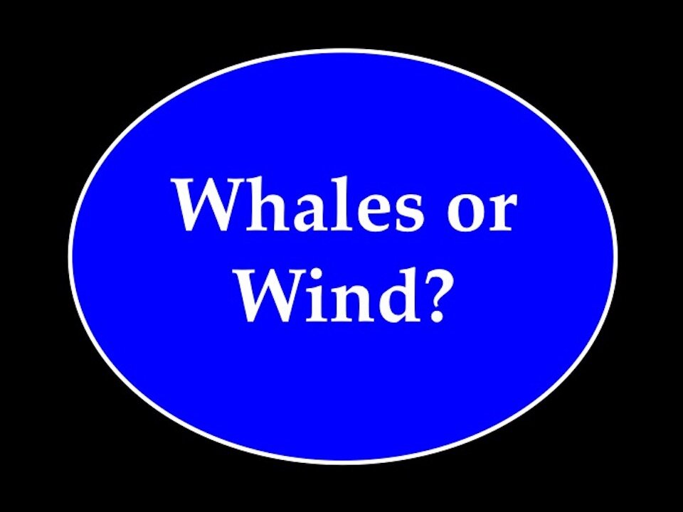 Whales or Wind?