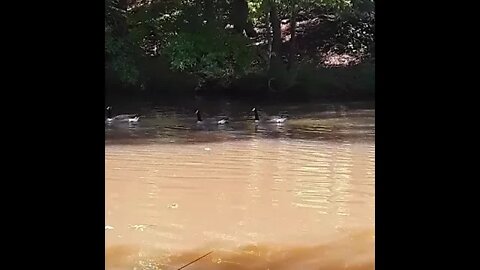 13 Geese must be lucky