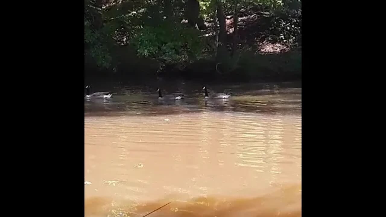 13 Geese must be lucky