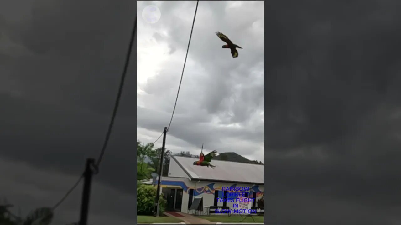 RAINBOW LORIKEET #slowmotion #birds #rainbow