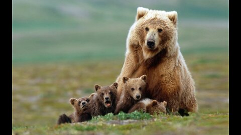 A bear cub with three cubs in the woods.