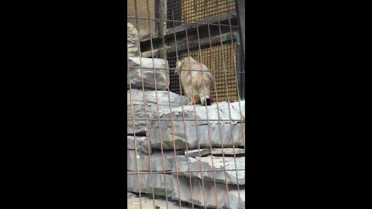 Pallas’s cat(manul) Grusha hearing wolves’ howling