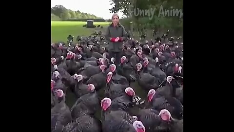 Laughing turkeys😂