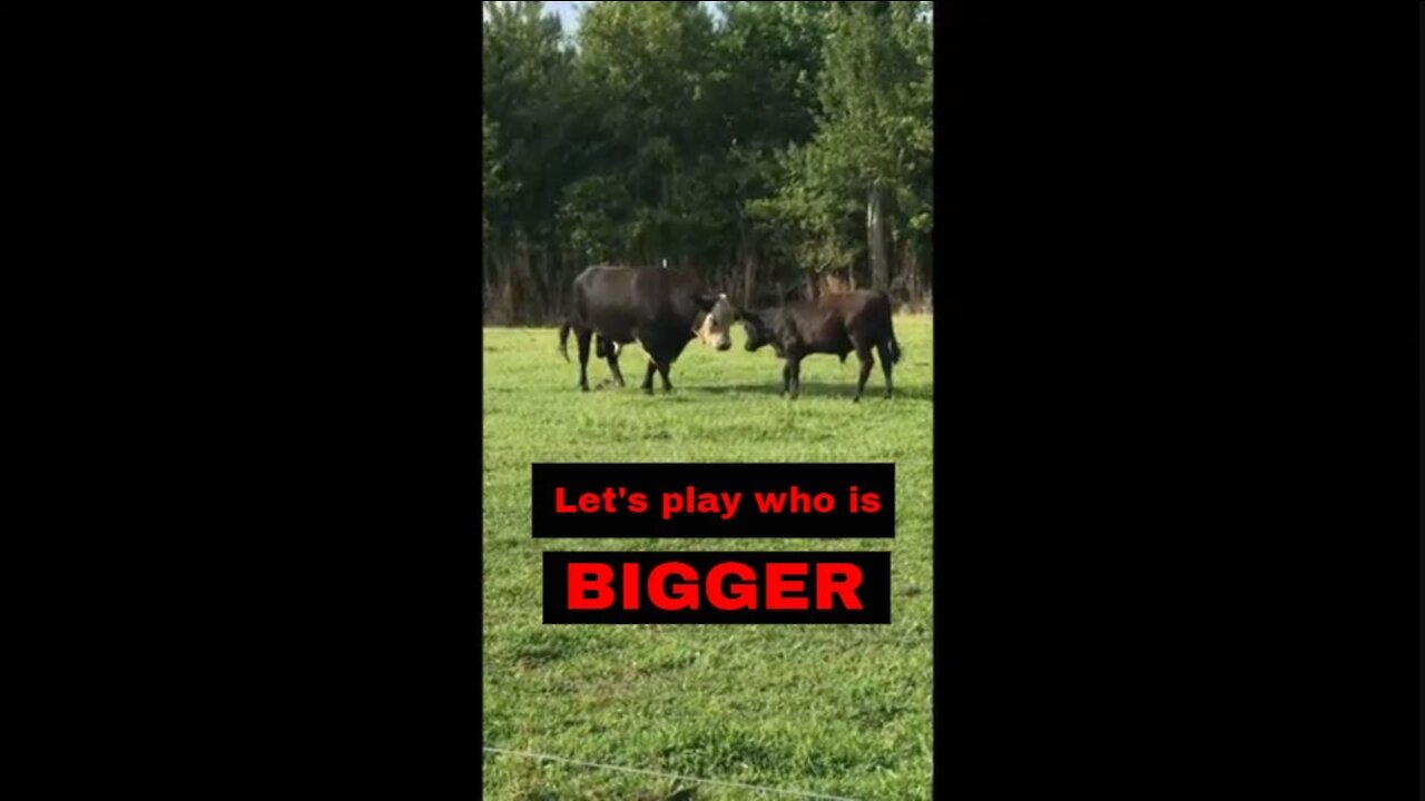 🐂 Let's play who's BIGGER...🐂 #shorts
