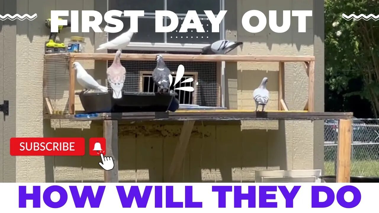 Let the Birds Out of Their New Loft