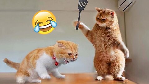 Gatos divertidos