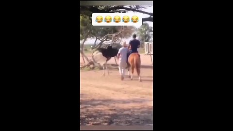 funny video compilation