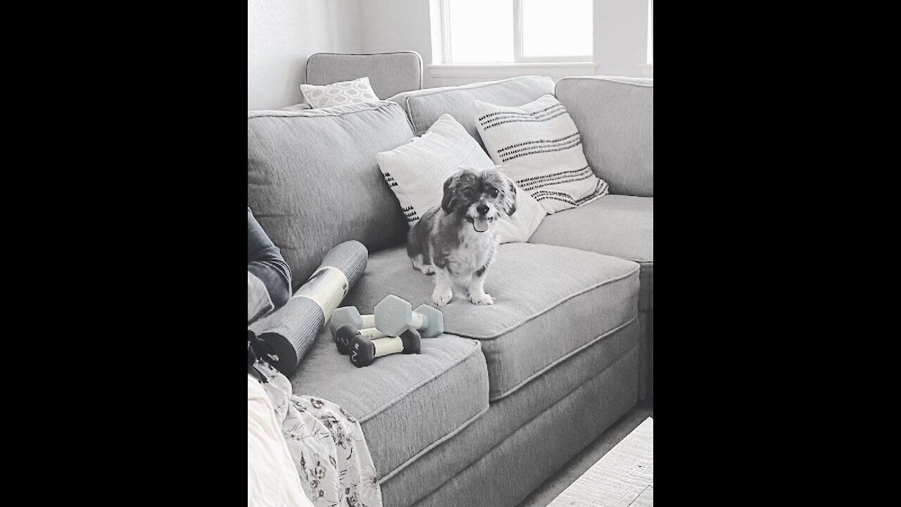 The chances of your dog killing you are low…