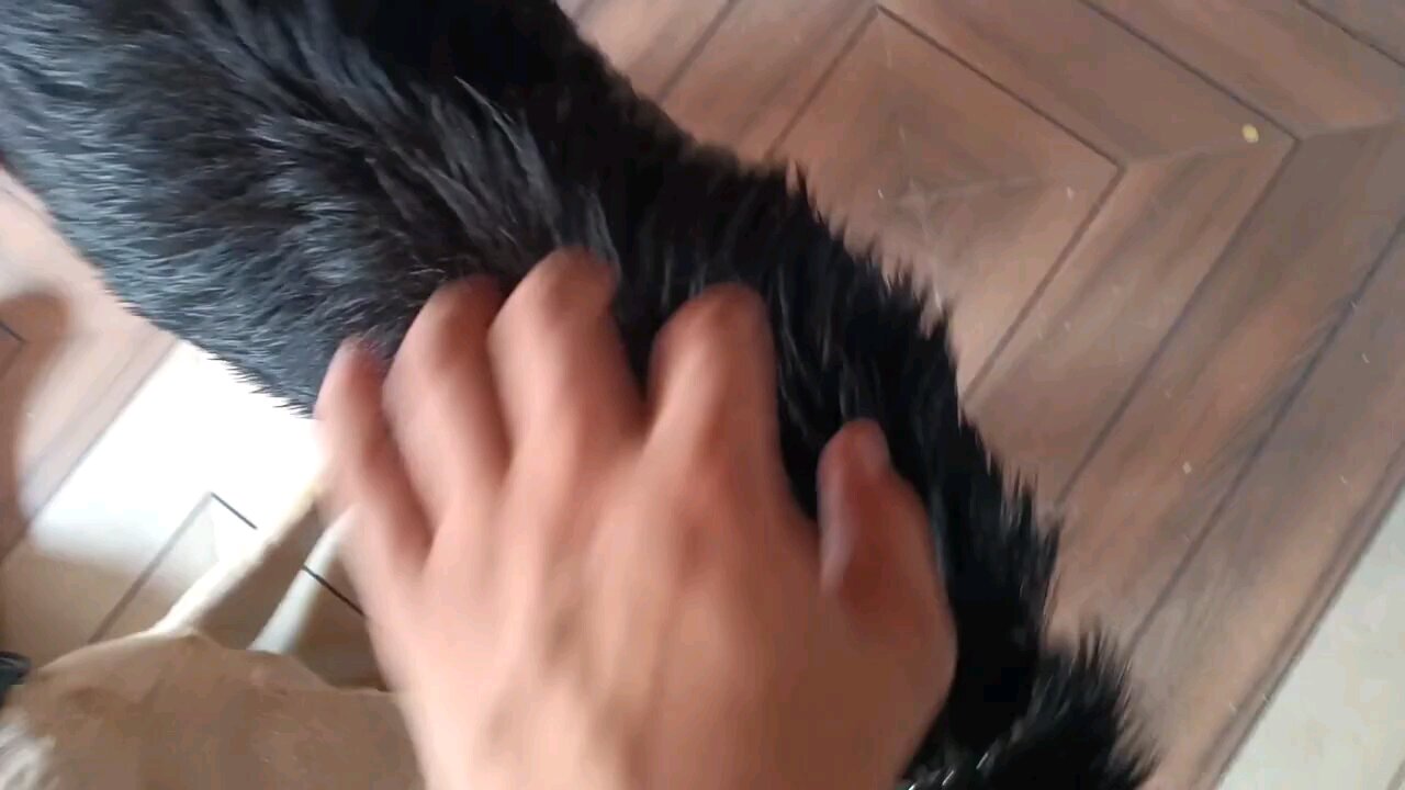 How to make single coat dog to double coat in three steps