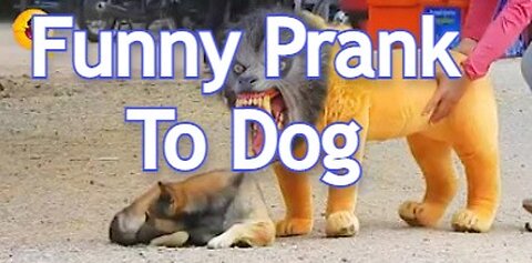 Prank to dog fake Lion and Fake Tiger