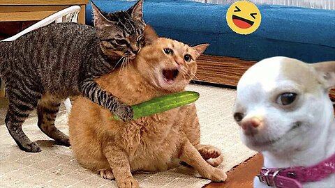 Funniest Dog And Cat Videos