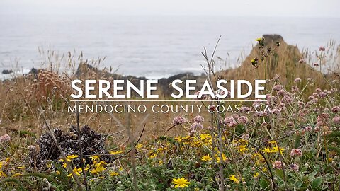 Serene Seaside - Calming Coastal Scene of Northern California Flowers, Bees, and Ocean Waves